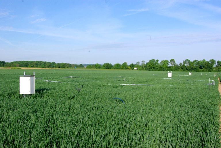 Bild 1 FACE-Ringe im Feld.JPG