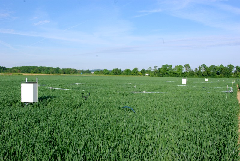 Bild 1 FACE-Ringe im Feld.JPG