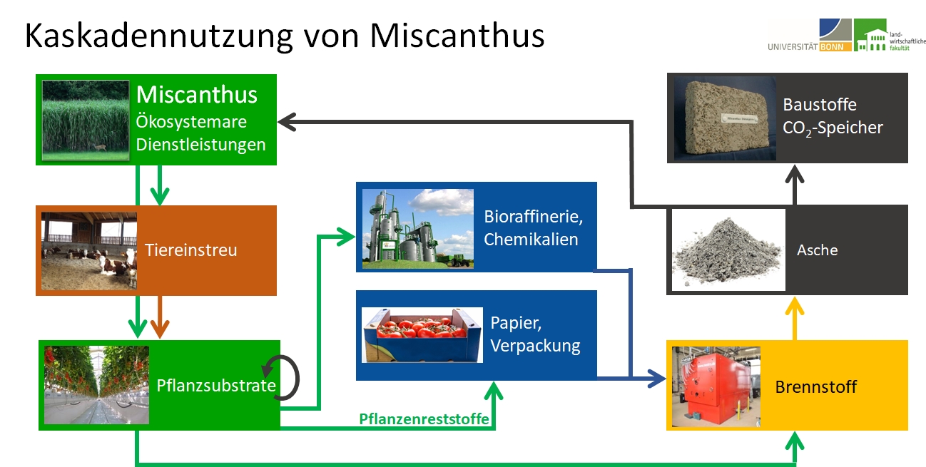 Miscanthus-Kaskadennutzung.jpg