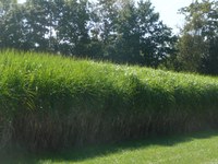 miscanthus.JPG