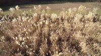 Miscanthus