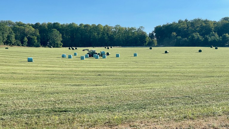 20220810 Luzernesilage Rundballen auf Schlag1 (1).jpeg