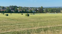 20220810 Luzernesilage Rundballen auf Schlag1 (2).jpeg