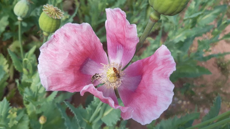 Schwebfliegen fressen Pollen in einer Mohnblüte