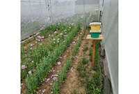 Mohnblüte im Flugtunnel. Einsatz von zwei Honigbienenvölkern in Kirchhainer-Kästchen zur Bestäubung.