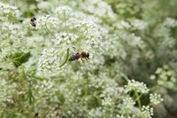 Honigbienen auf Anisblüte