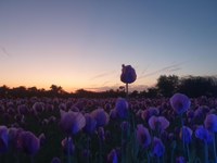 Mohnfeld bei Sonnenaufgang