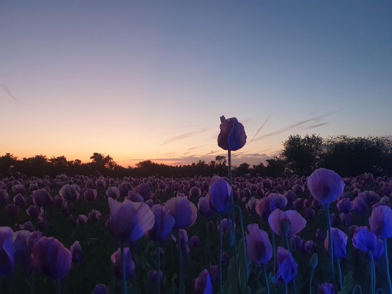 Mohnfeld bei Sonnenaufgang