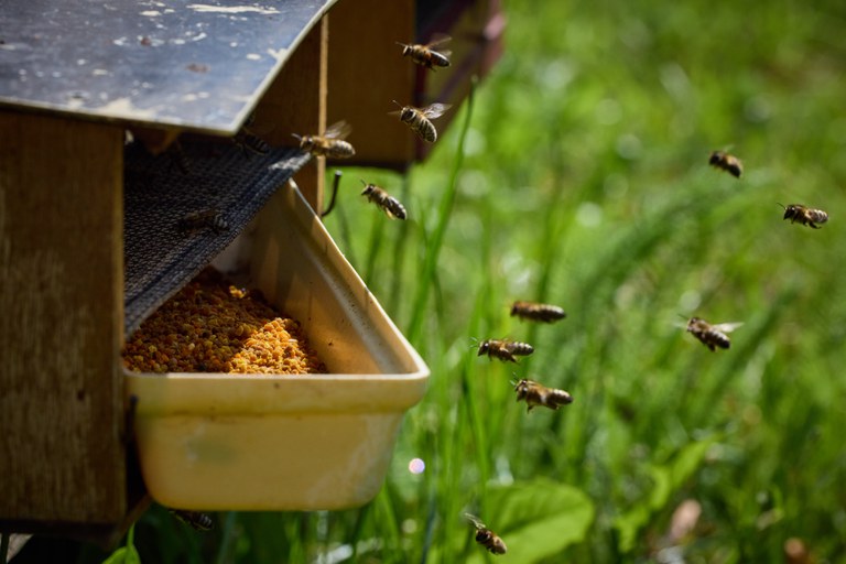 Wieviel Sonnenhutpollen sammeln die Honigbienen?