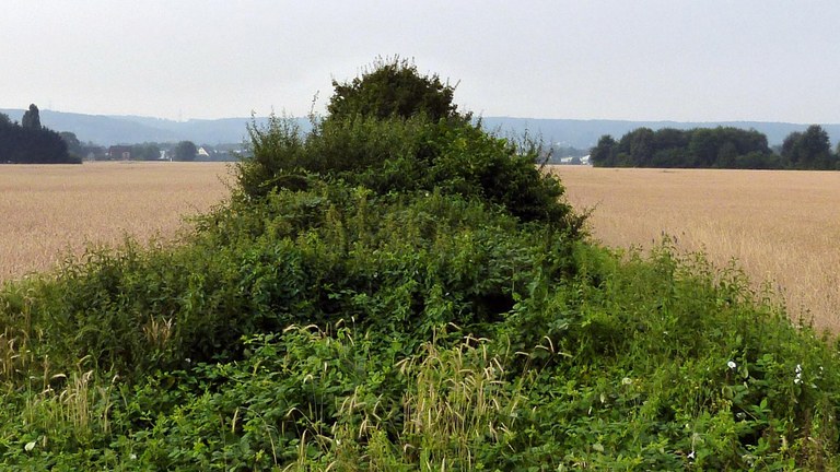 Ertragsstabilität_Biodiversität.jpg