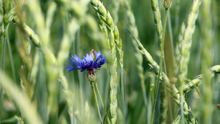 Kornblume im Weizen