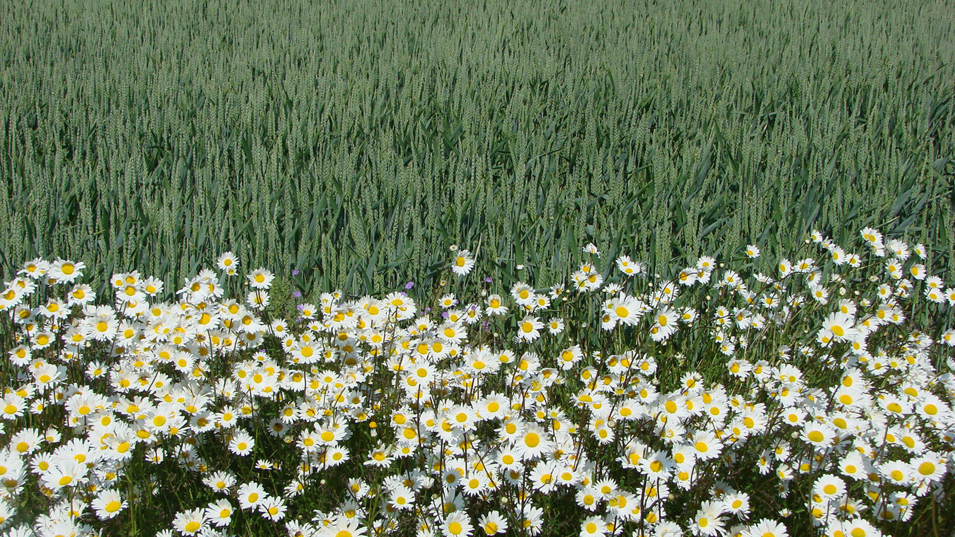 Wildblumenstreifen