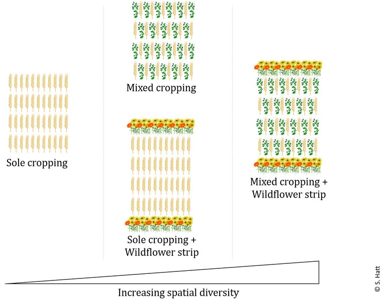 Increasing level of diversity.