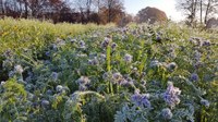 Phacelia_Frost.jpg