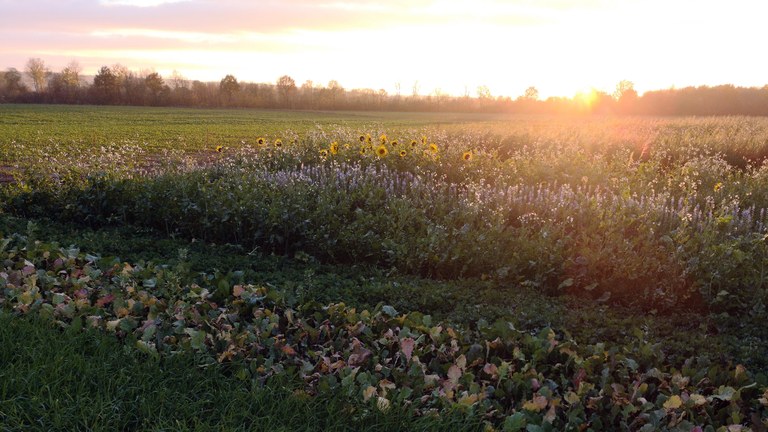 Zwischenfruechte_Versuch_Sonnenuntergang (2).jpg