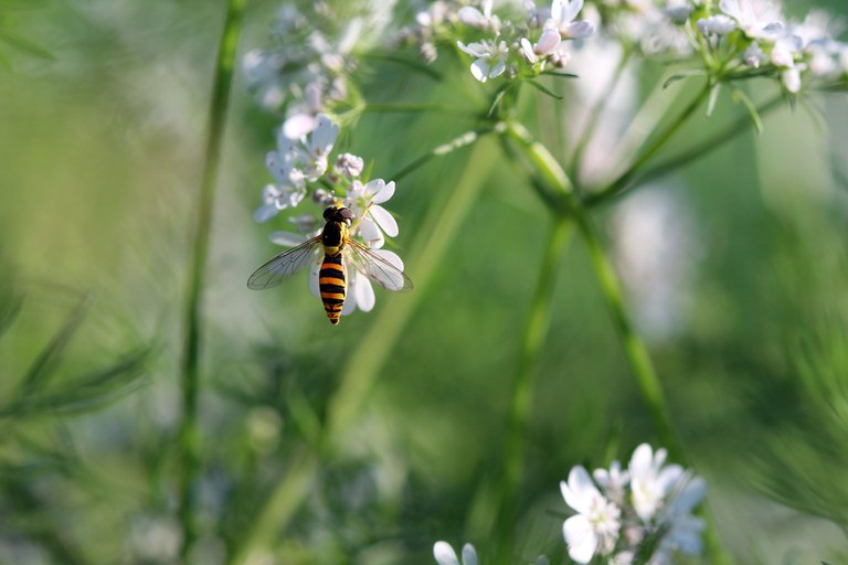 Schwebfliege