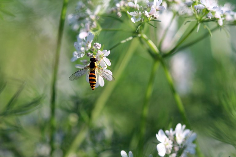 Schwebfliege