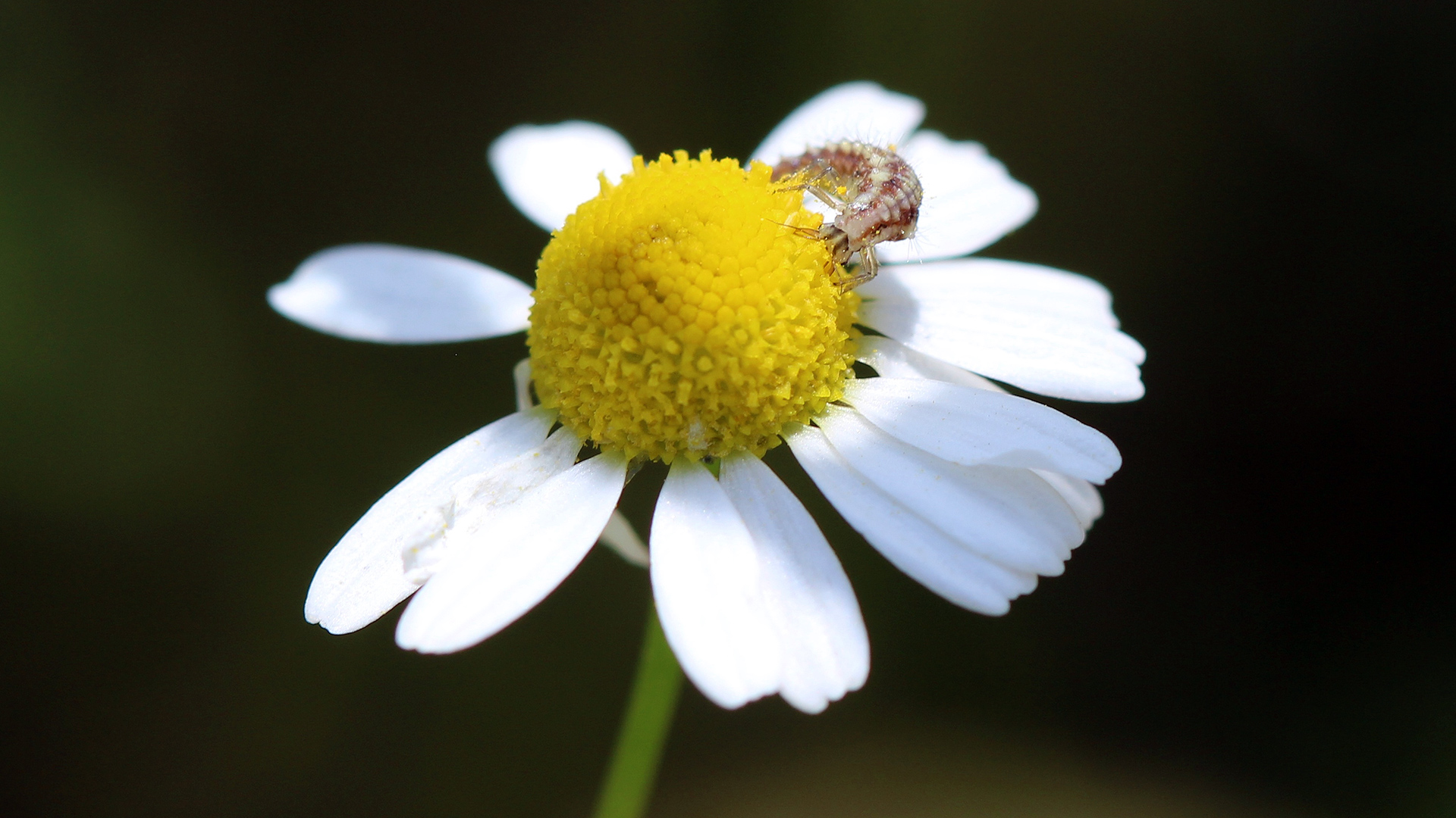 Predatory-lacewing-larvae-on-weed.jpg