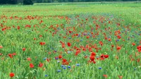 Wildflower-strip-adjacent-to-mixed-crop-field.jpg